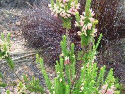 Erica coccinea, the hangertjie